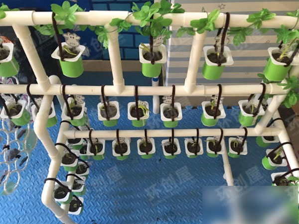 小班自然植物角环境布置图片