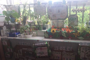 幼儿园大班植物角布置图片8张