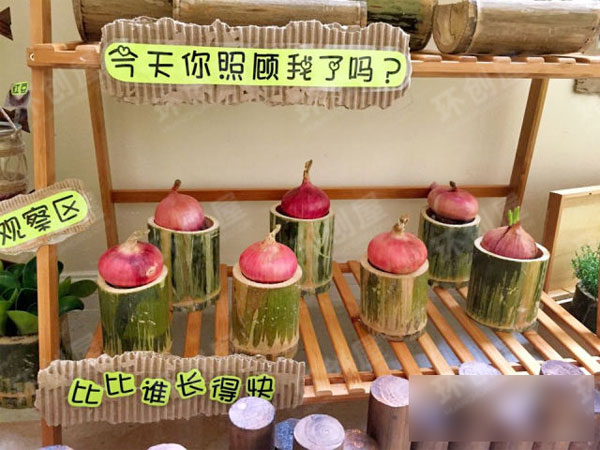 幼儿园小班自然角布置图片