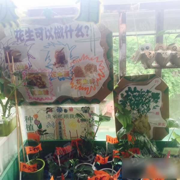 幼儿园大班植物角布置图片