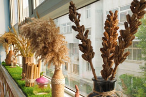 幼儿园植物角投放植物图片9张