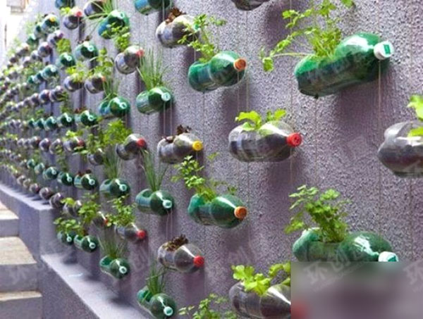幼儿园植物角盆状种植图片