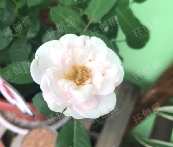 幼儿园走廊环创植物角图片