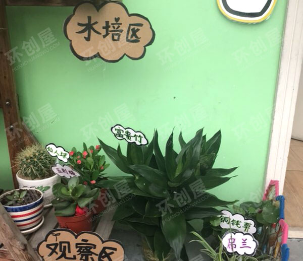 幼儿园走廊环创植物角图片