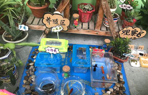 幼儿园走廊环创植物角图片