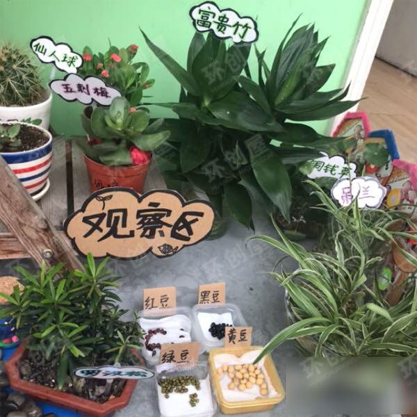 幼儿园走廊环创植物角图片