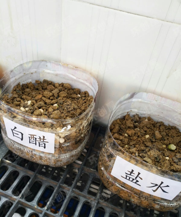 幼儿园探索植物生长条件图片