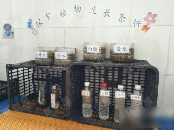 幼儿园探索植物生长条件图片