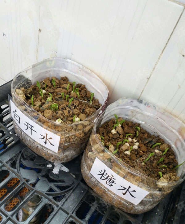 幼儿园探索植物生长条件图片