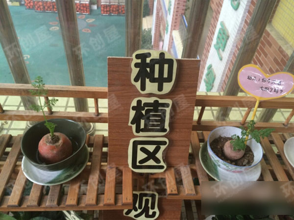 幼儿园户外植物角环境布置图片