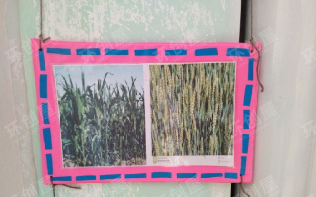 幼儿园科学区认识植物墙面图片