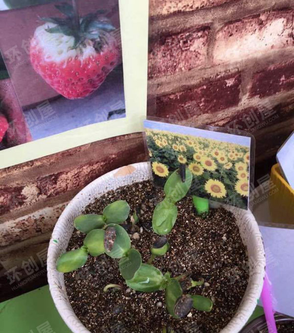 幼儿园户外环创开心农场植物角图片