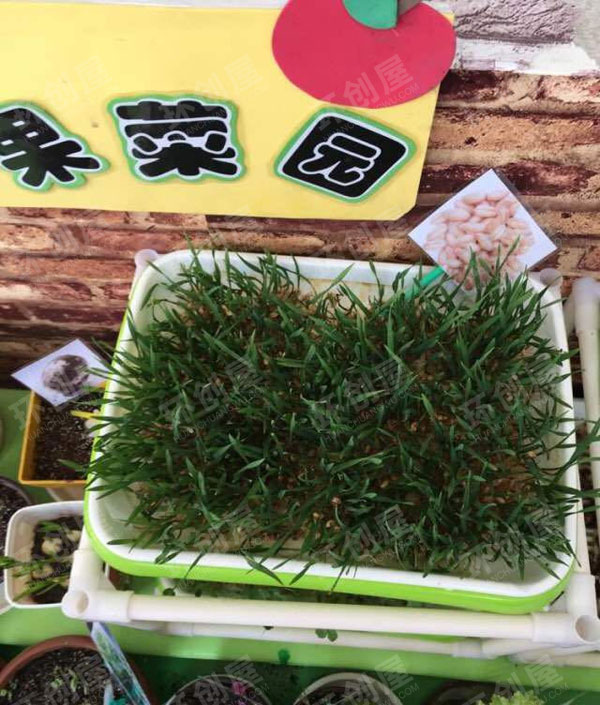 幼儿园户外环创开心农场植物角图片
