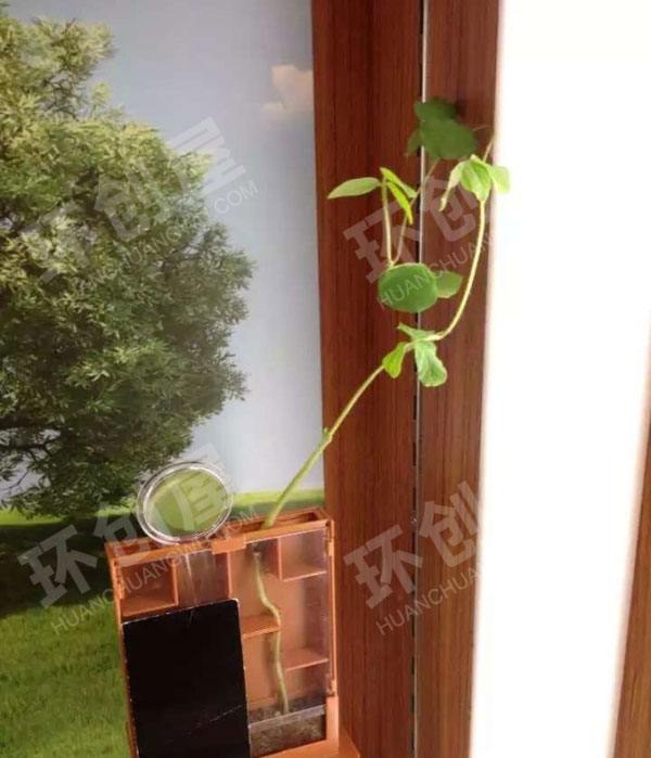 幼儿园科学区植物迷宫大战图片