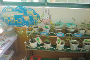 幼儿园科学区种植角小实验图片4张