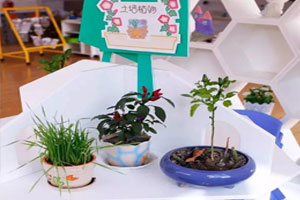 幼儿园科学区生命科学主题图片4张
