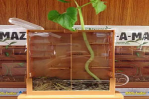 幼儿园科学区植物迷宫大战图片4张