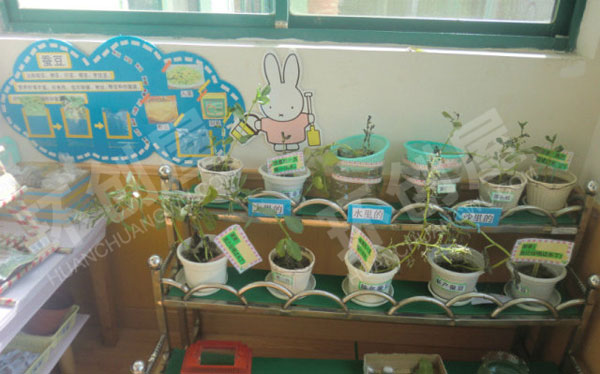 幼儿园科学区种植角小实验图片