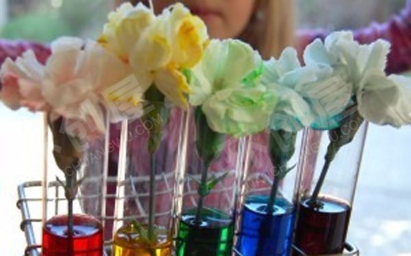 幼儿园科学区种种彩色的花儿图片