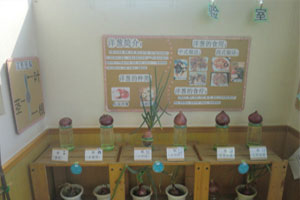 幼儿园科学区种植角洋葱图片2张