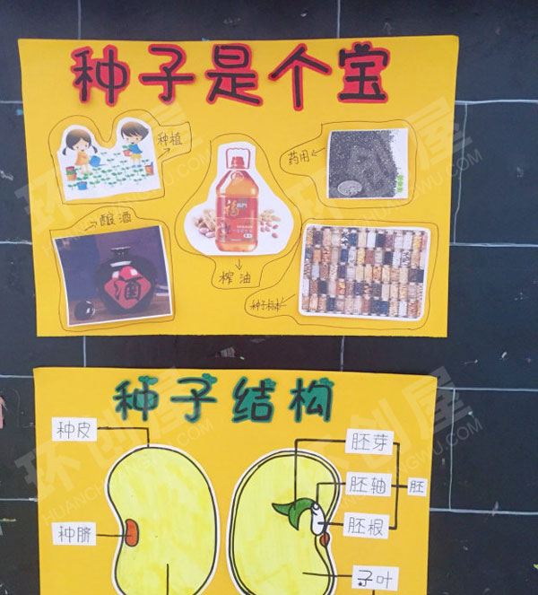 幼儿园主题墙神奇的小种子图片