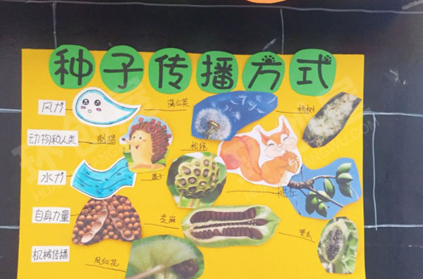 幼儿园主题墙神奇的小种子图片