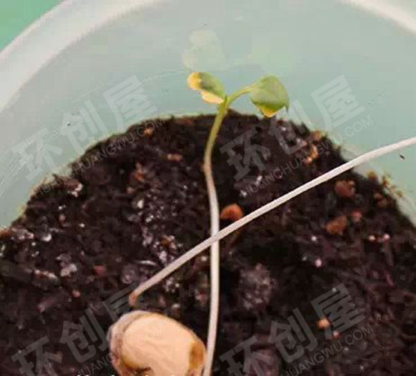 幼儿园科学区植物需要光吗图片