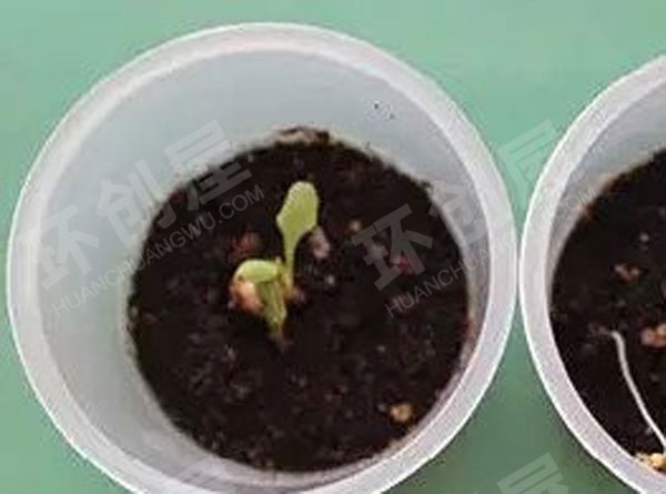 幼儿园科学区植物需要光吗图片