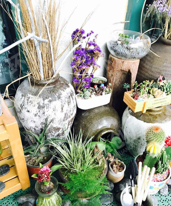 幼儿园户外好看植物角图片