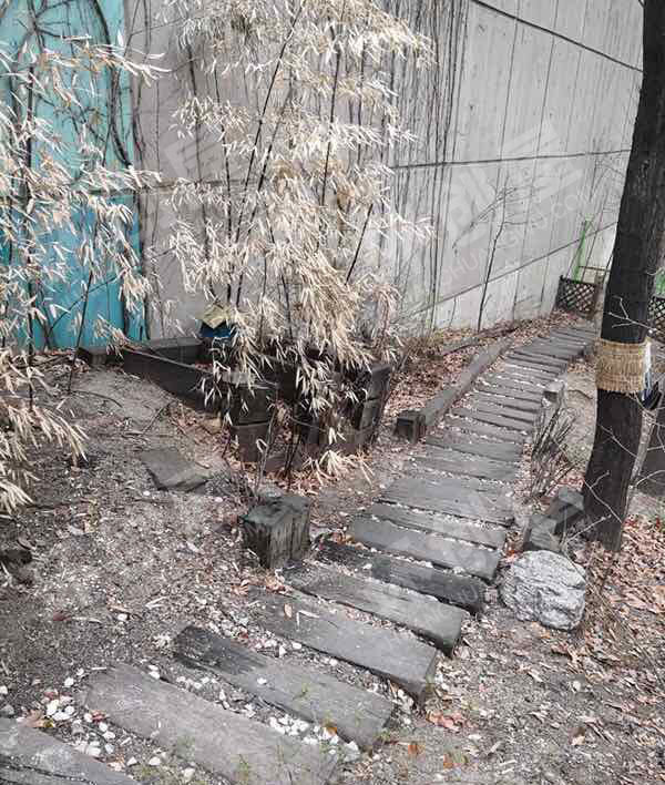 幼儿园户外小森林图片