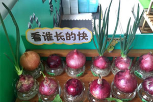 幼儿园走廊自然角洋葱头的生长图片3张