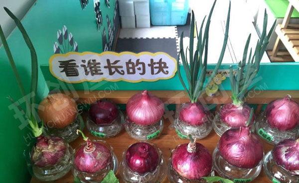 幼儿园走廊自然角洋葱头的生长图片