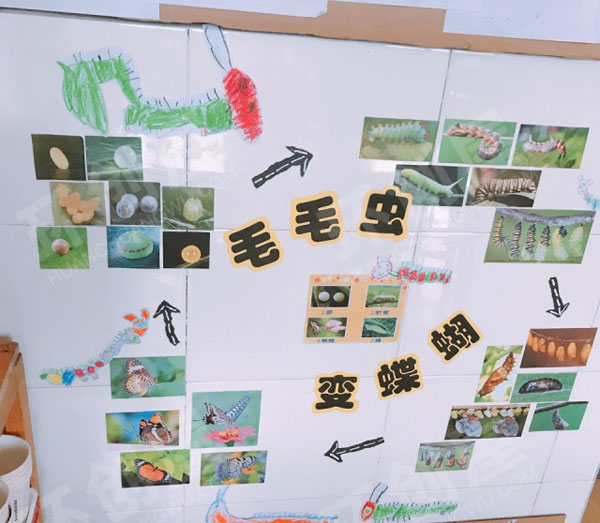 幼儿园毛毛虫变蝴蝶科学区图片