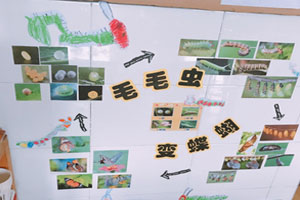 幼儿园毛毛虫变蝴蝶科学区图片