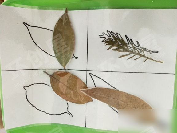 幼儿园益智区树叶操作材料图片