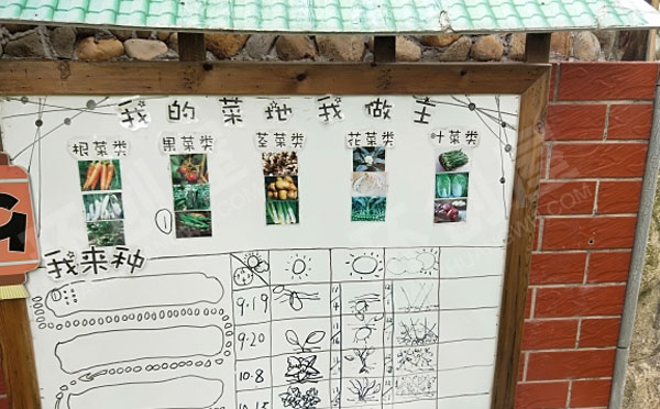 幼儿园户外环创植物角菜园观察记录图片