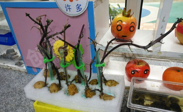 幼儿园户外春日自然角环创图片