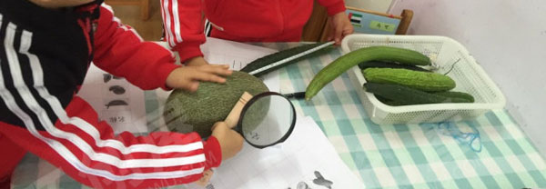 幼儿园科学区探索主题瓜图片