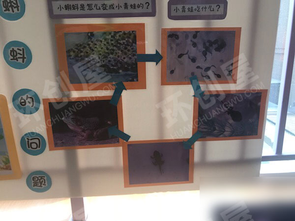 幼儿园科学区小蝌蚪的成长过程图片