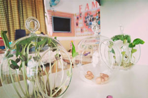 幼儿园科学区材料观察植物图片9张