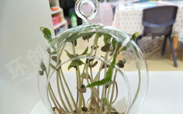 幼儿园科学区材料观察植物图片