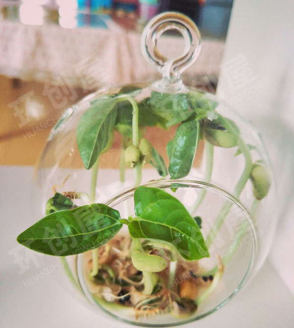 幼儿园科学区材料观察植物图片