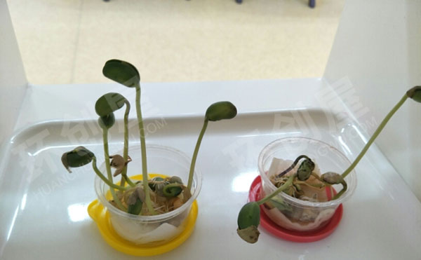 幼儿园科学区材料观察植物图片