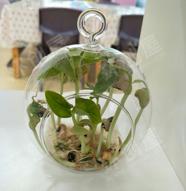 幼儿园科学区材料观察植物图片