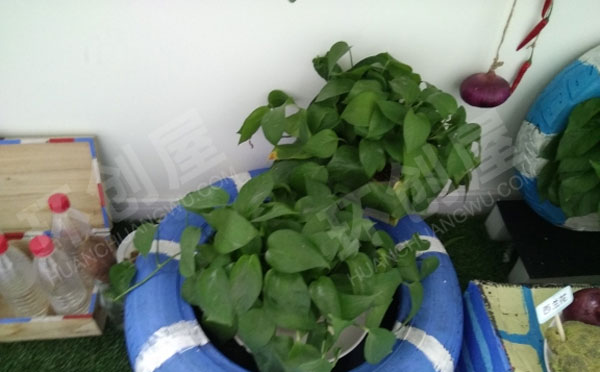 幼儿园走廊海洋风的植物角图片