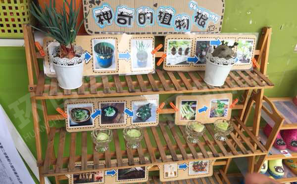 幼儿园户外植物角多肉小王国图片
