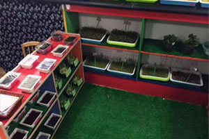 幼儿园科学区植物的培植图片6张