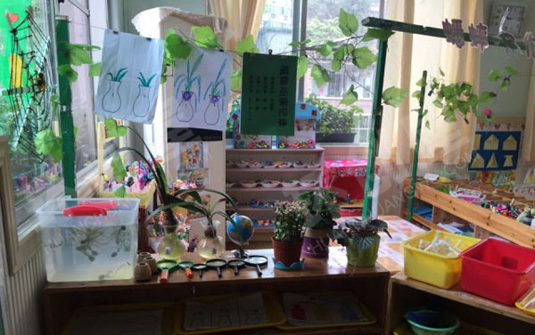幼儿园科学区的植物生长图片