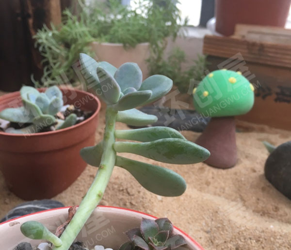 幼儿园走廊植物角阳光花圃图片