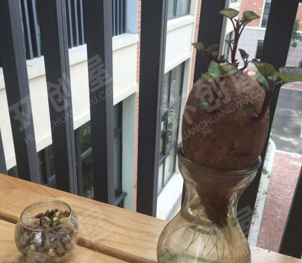 幼儿园走廊植物角阳光花圃图片